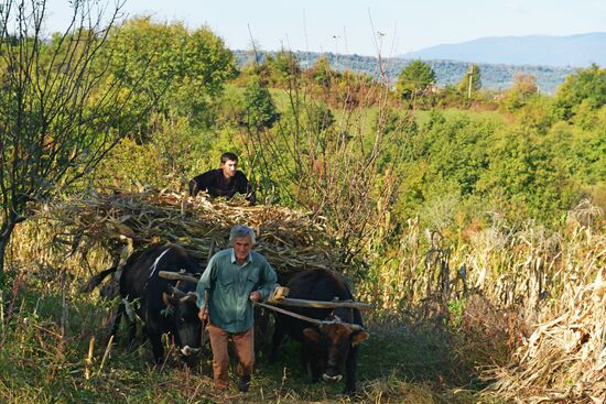 Уборка урожая кукурузы в Абхазии