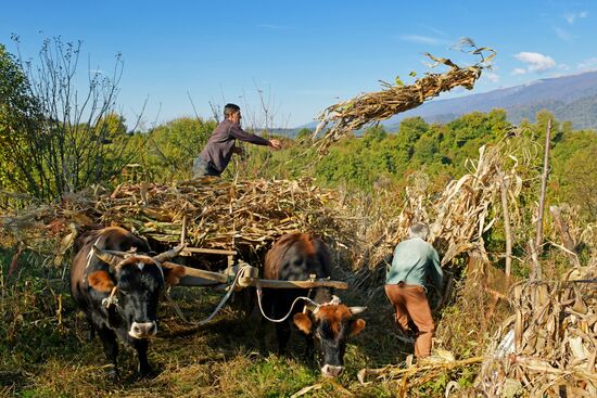 Уборка урожая кукурузы в Абхазии