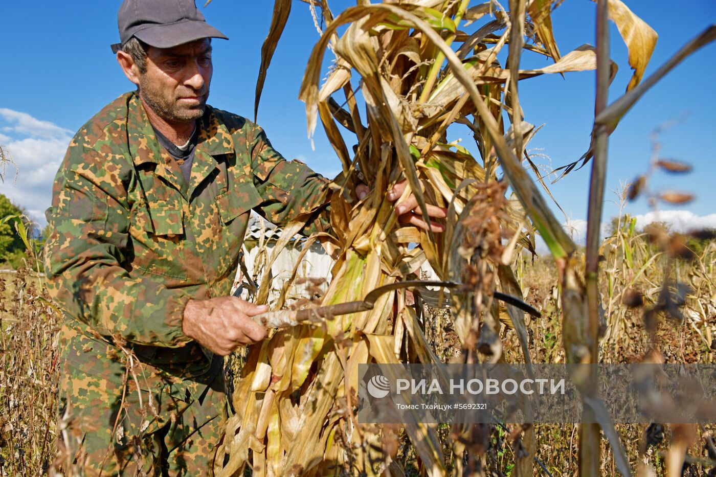 Уборка урожая кукурузы в Абхазии