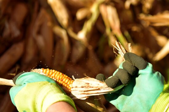 Уборка урожая кукурузы в Абхазии