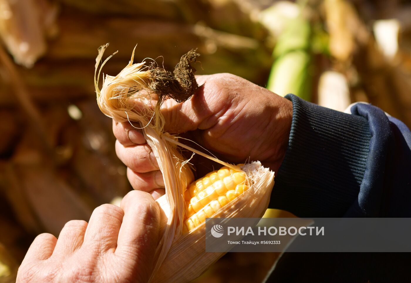 Уборка урожая кукурузы в Абхазии