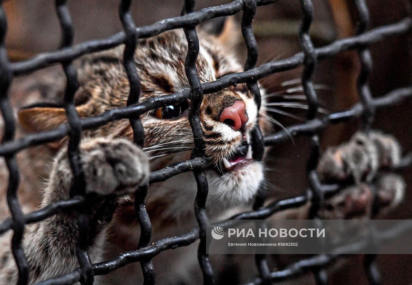 Амурский лесной кот в Московском зоопарке