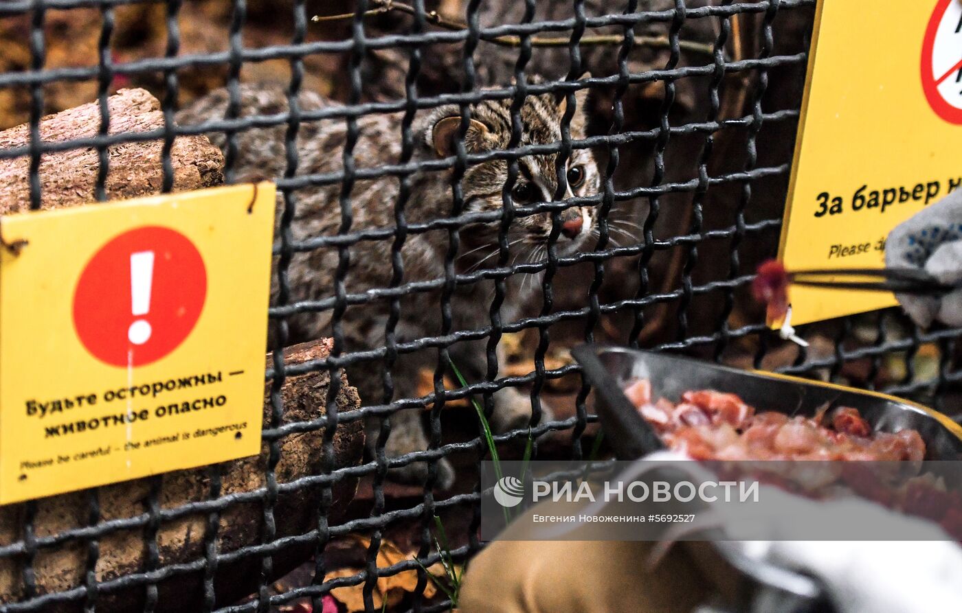 Амурский лесной кот в Московском зоопарке