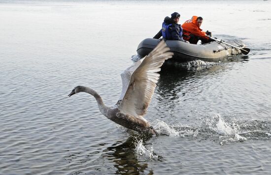 Спасение лебедя сотрудниками МЧС в Челябинской области