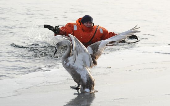 Спасение лебедя сотрудниками МЧС в Челябинской области