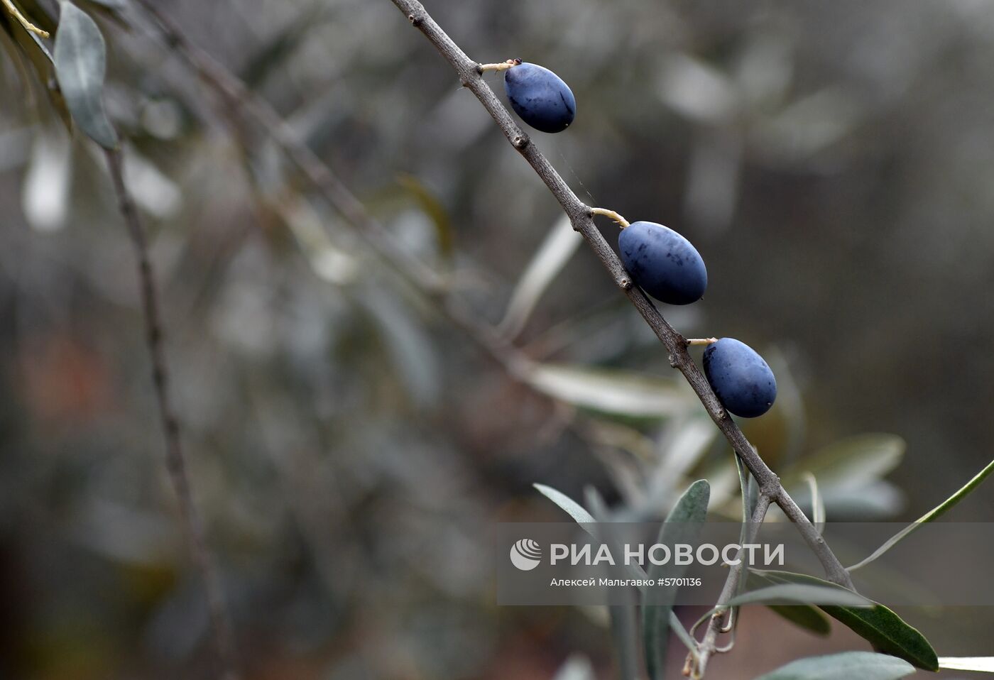 Сбор маслин в Никитском ботаническим саду