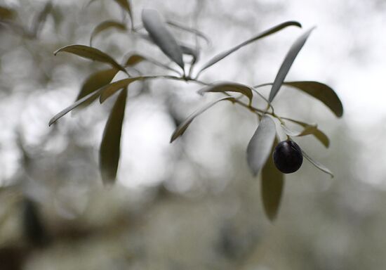 Сбор маслин в Никитском ботаническим саду