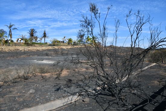 Последствия лесных пожаров в Калифорнии