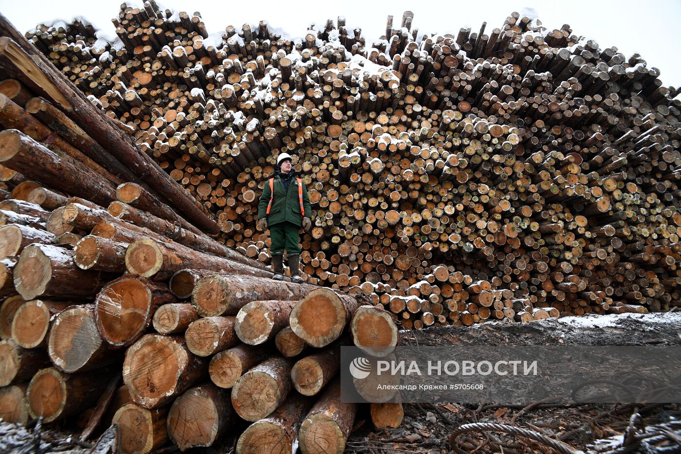 Заготовка леса в Красноярском крае