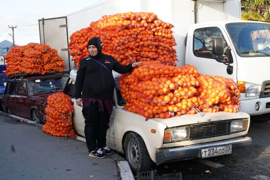 Продажа мандаринов на границе России и Абхазии в Краснодарском крае