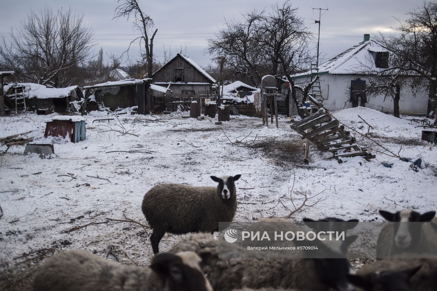 Овцы в поселке Донецкий Луганской области. Место: Украина, Луганская область. Автор: Валерий Мельников/РИА Новости. Ситуация в Луганской области