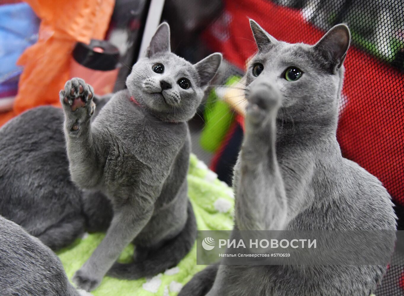 Выставка "КоШарики Шоу" в Сокольниках