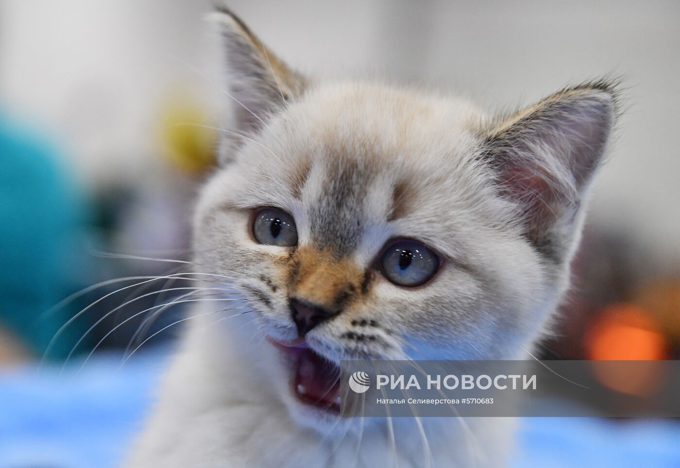 Выставка "КоШарики Шоу" в Сокольниках