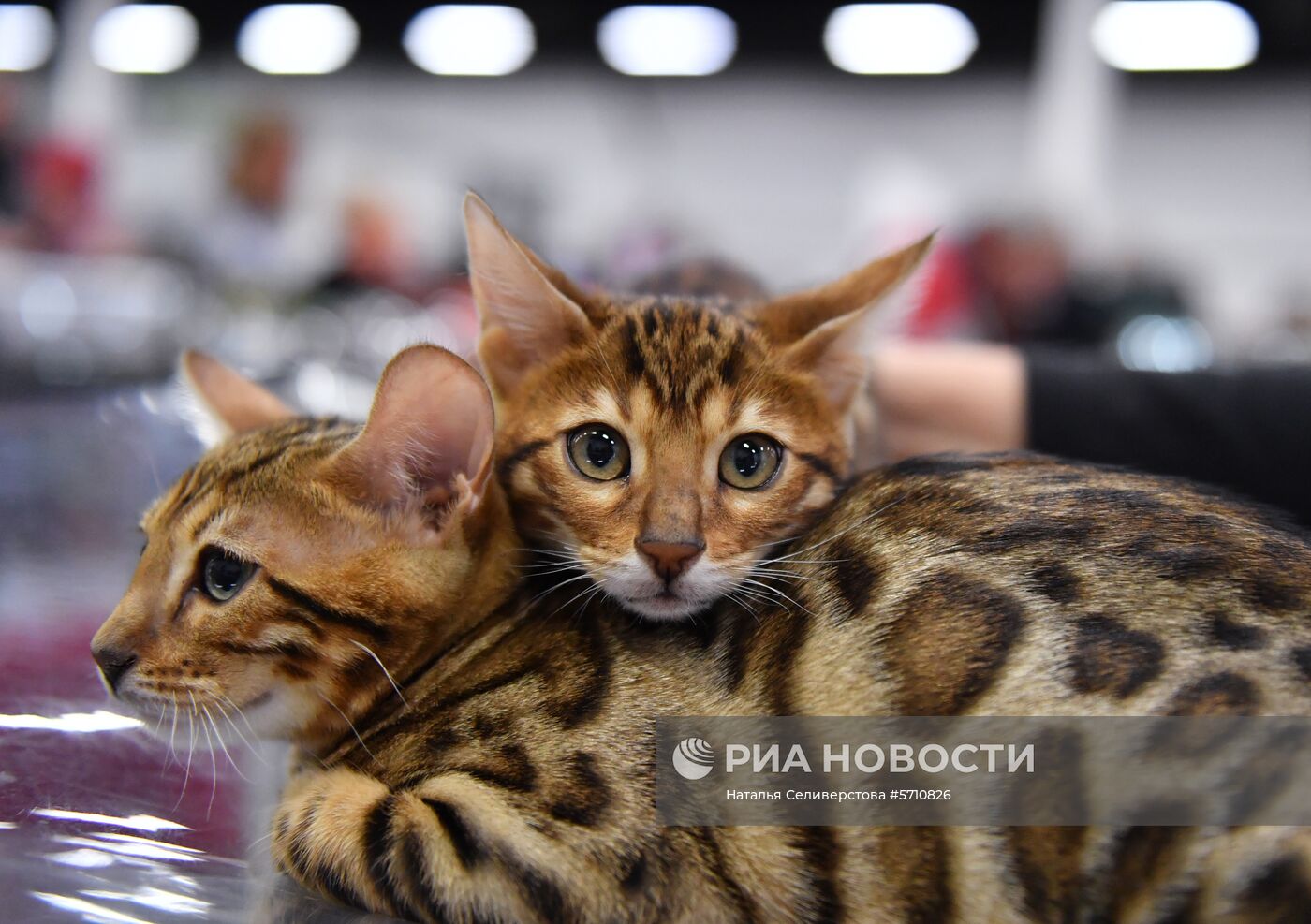 Выставка "КоШарики Шоу" в Сокольниках