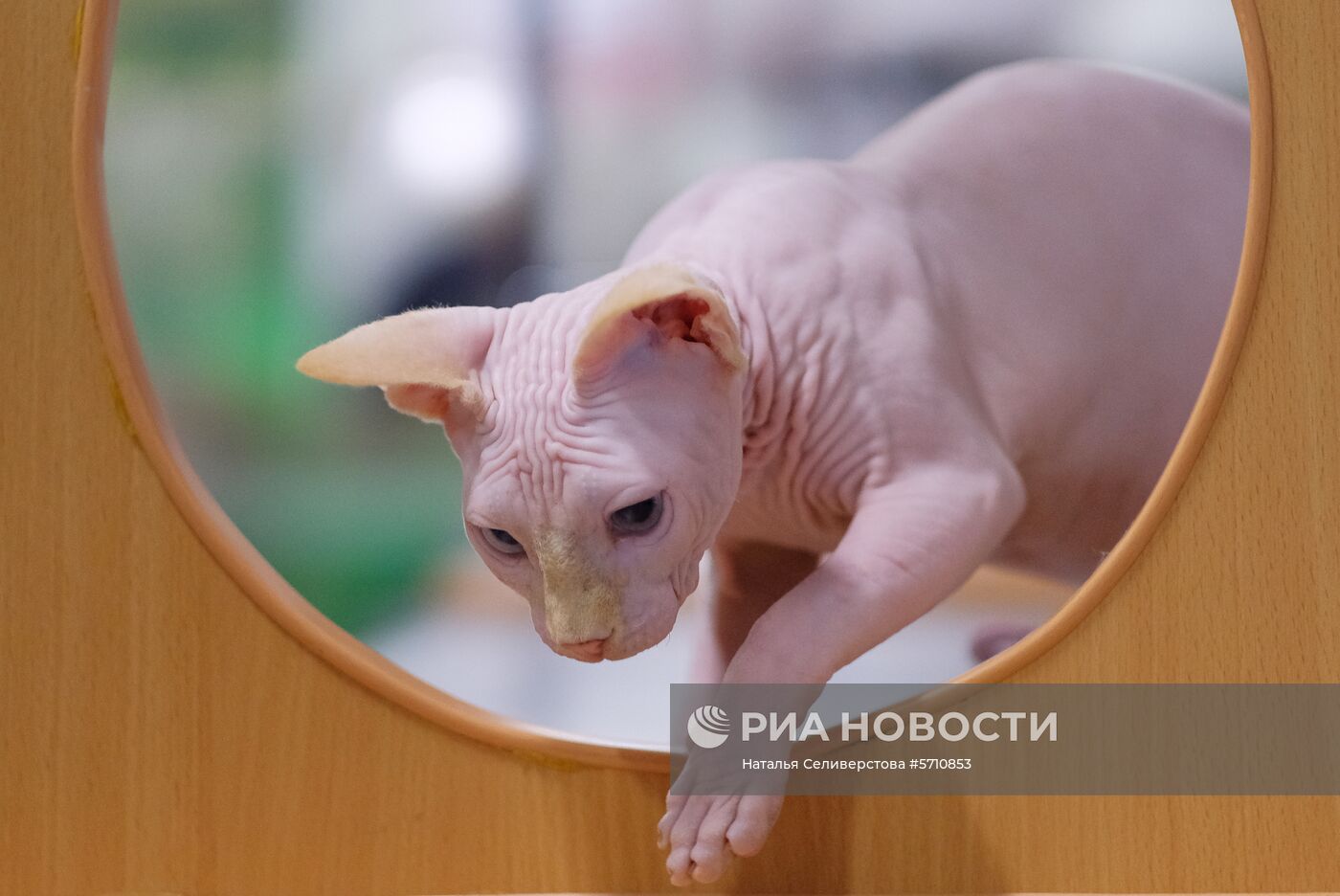 Выставка "КоШарики Шоу" в Сокольниках