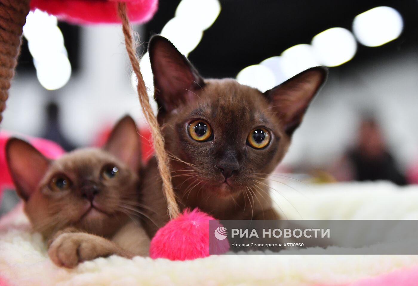 Выставка "КоШарики Шоу" в Сокольниках