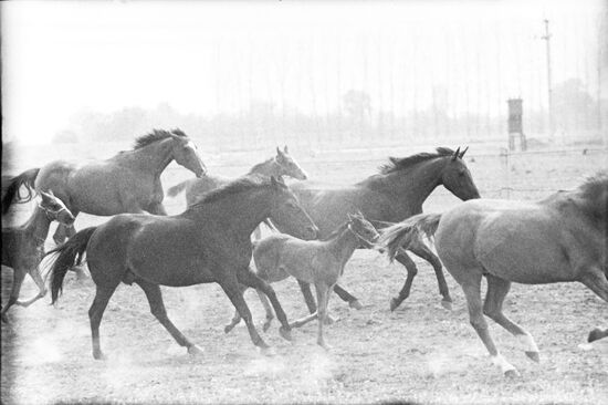 Совхоз "Красноармейский" на Кубани