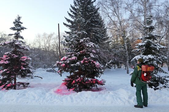 Обработка хвойных деревьев защитным составом в Новосибирске