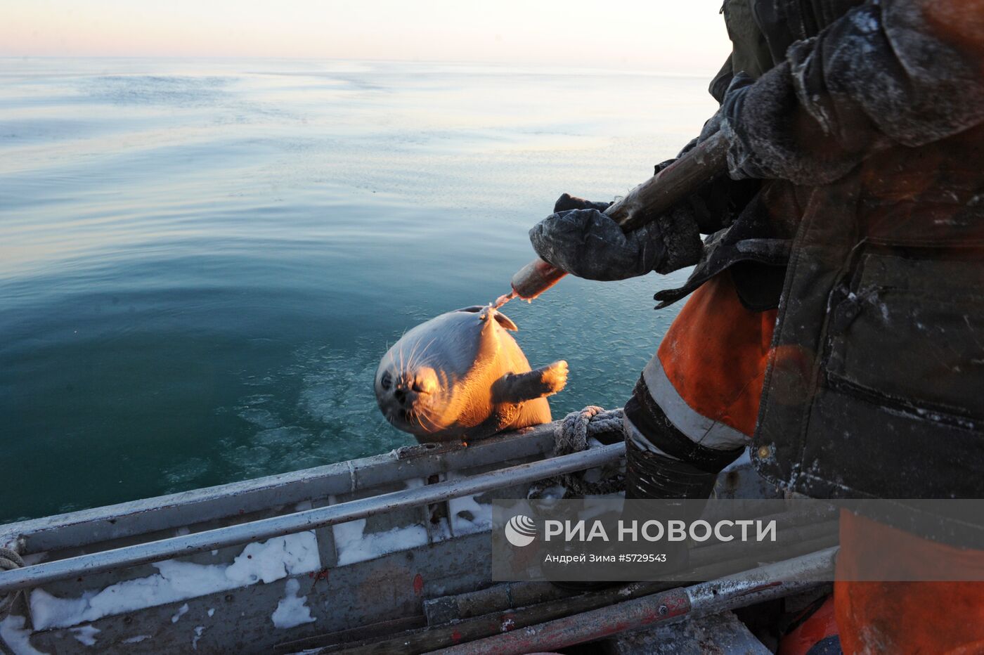 Зимняя охота на нерпу на Чукотке