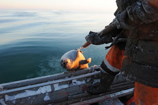 Зимняя охота на нерпу на Чукотке