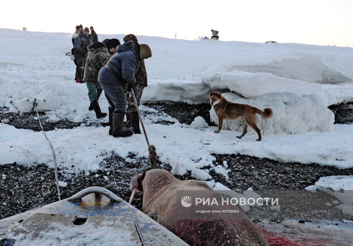 Зимняя охота на нерпу на Чукотке
