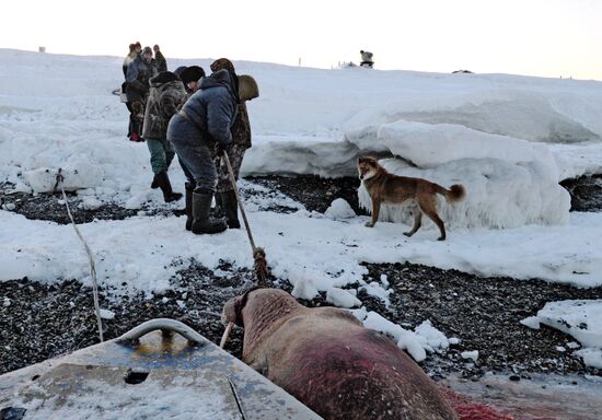 Зимняя охота на нерпу на Чукотке