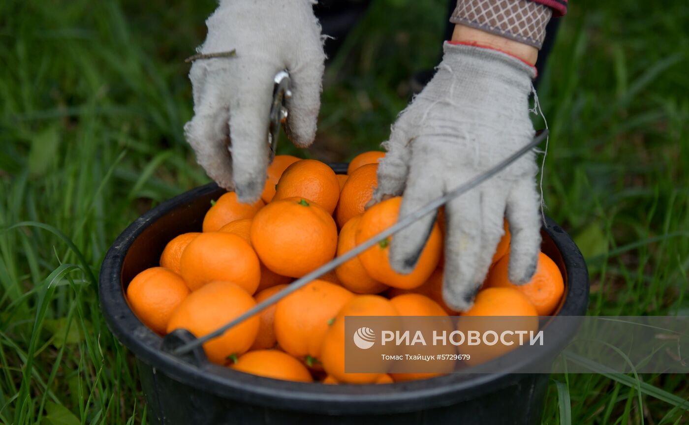 Сбор мандаринов в Абхазии