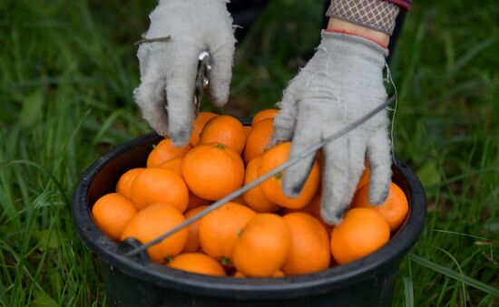 Сбор мандаринов в Абхазии