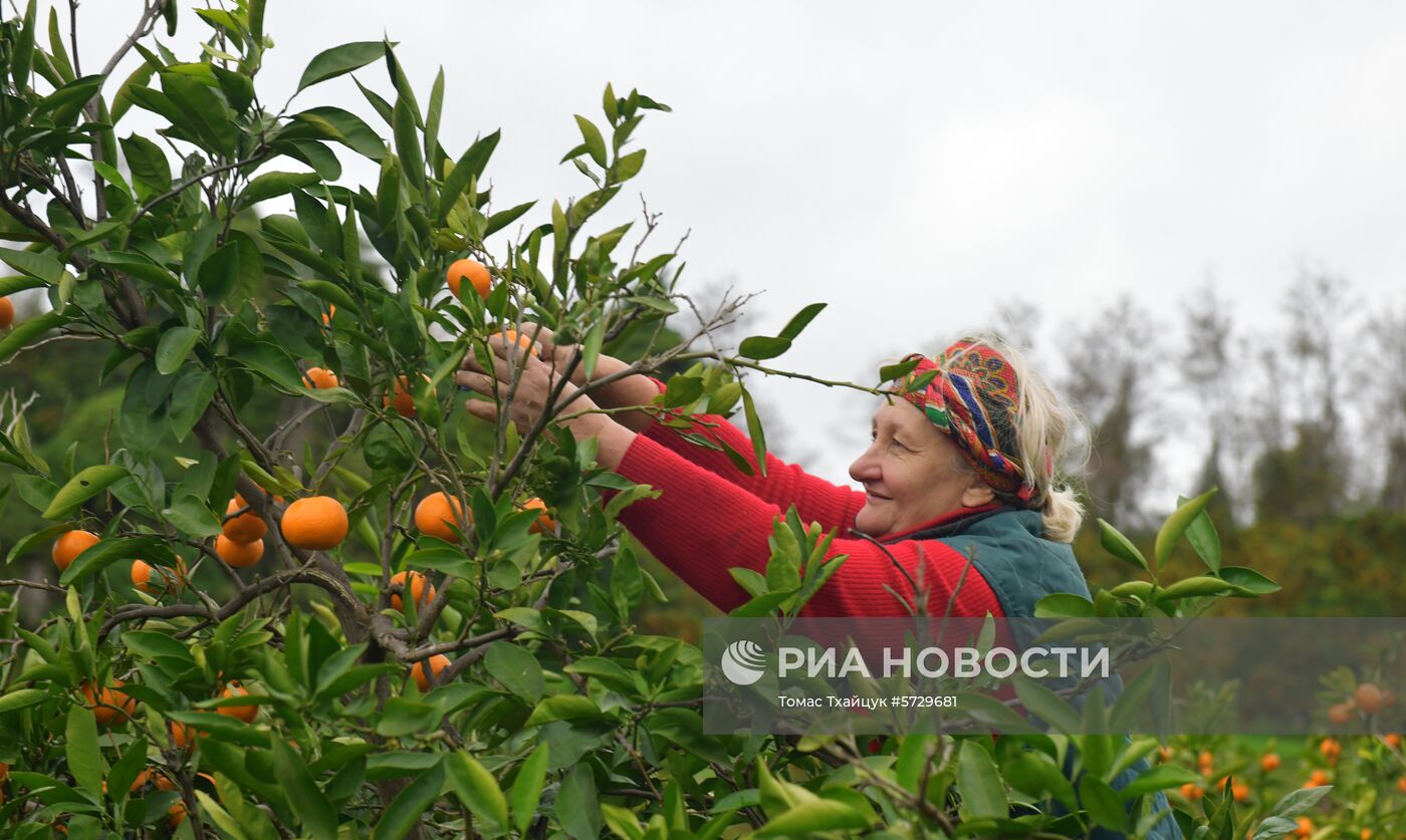 Сбор мандаринов в Абхазии