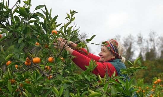 Сбор мандаринов в Абхазии