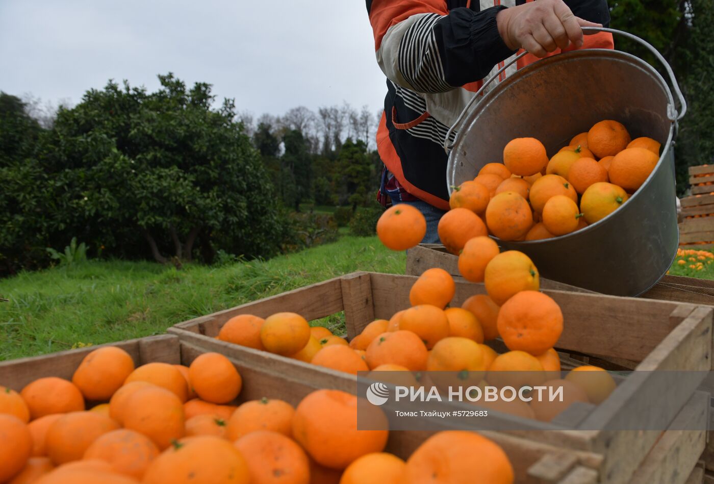 Сбор мандаринов в Абхазии