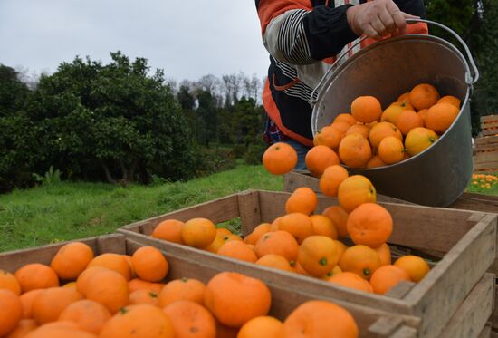 Сбор мандаринов в Абхазии