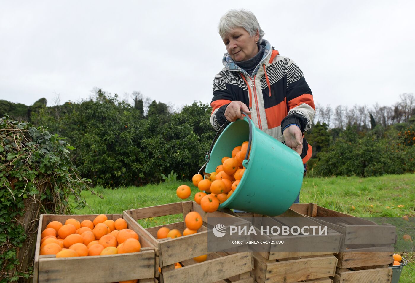 Сбор мандаринов в Абхазии