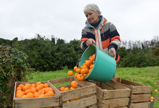Сбор мандаринов в Абхазии
