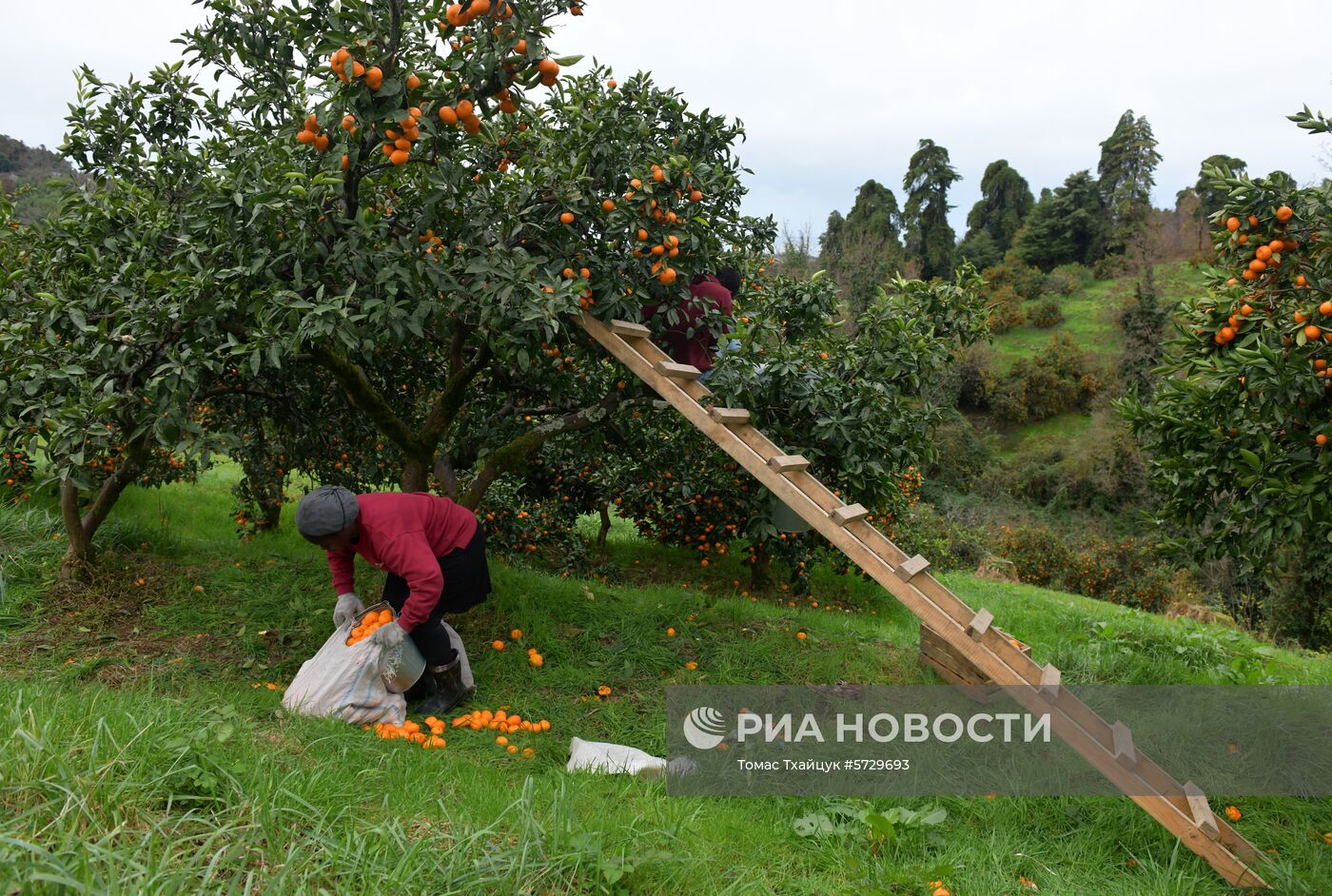 Сбор мандаринов в Абхазии