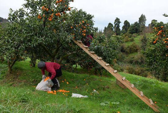 Сбор мандаринов в Абхазии