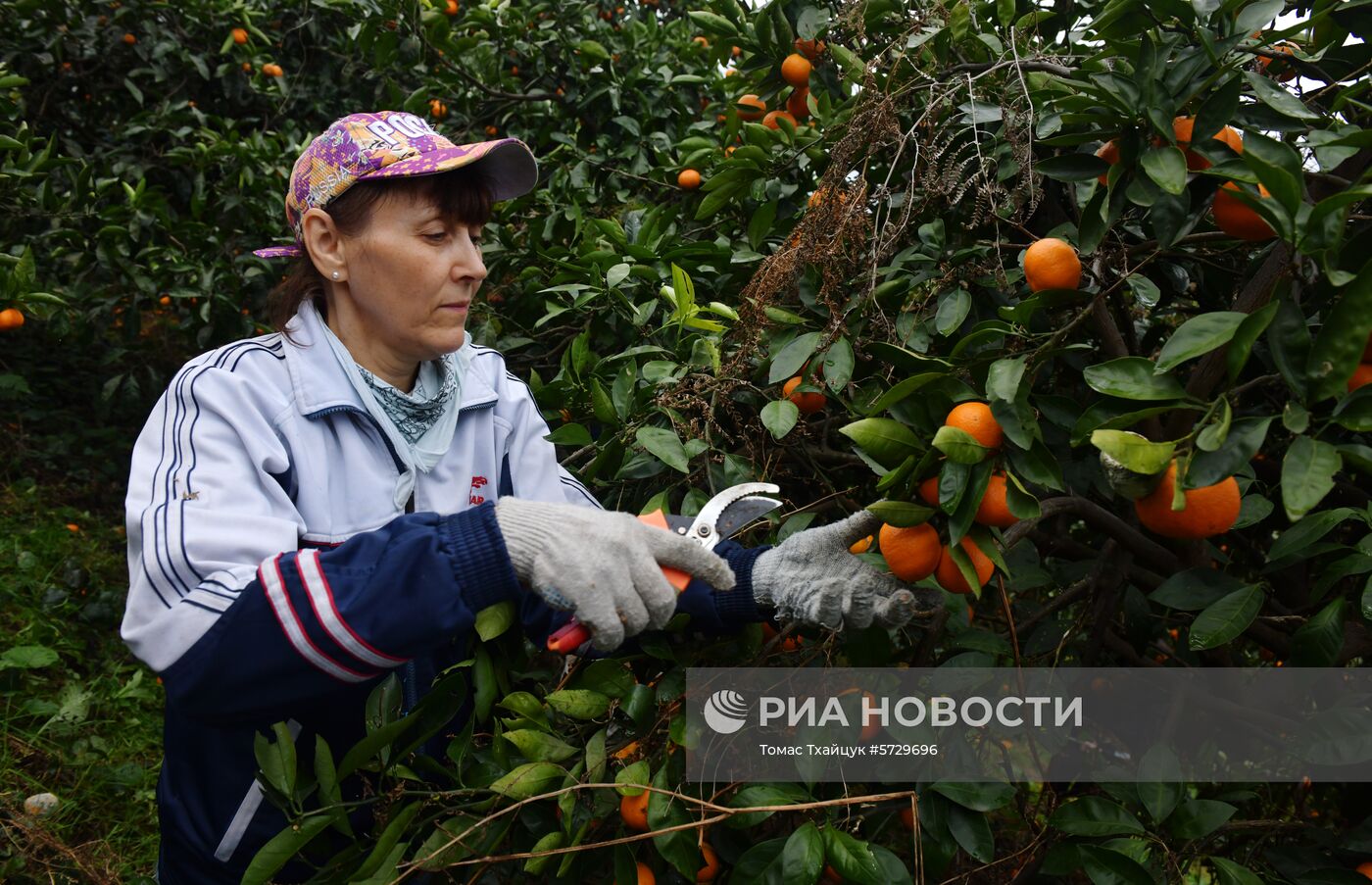 Сбор мандаринов в Абхазии