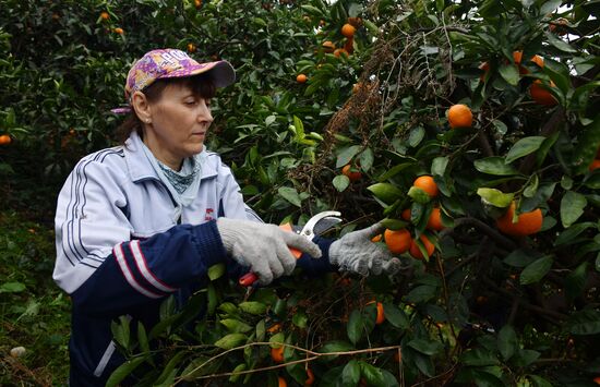 Сбор мандаринов в Абхазии