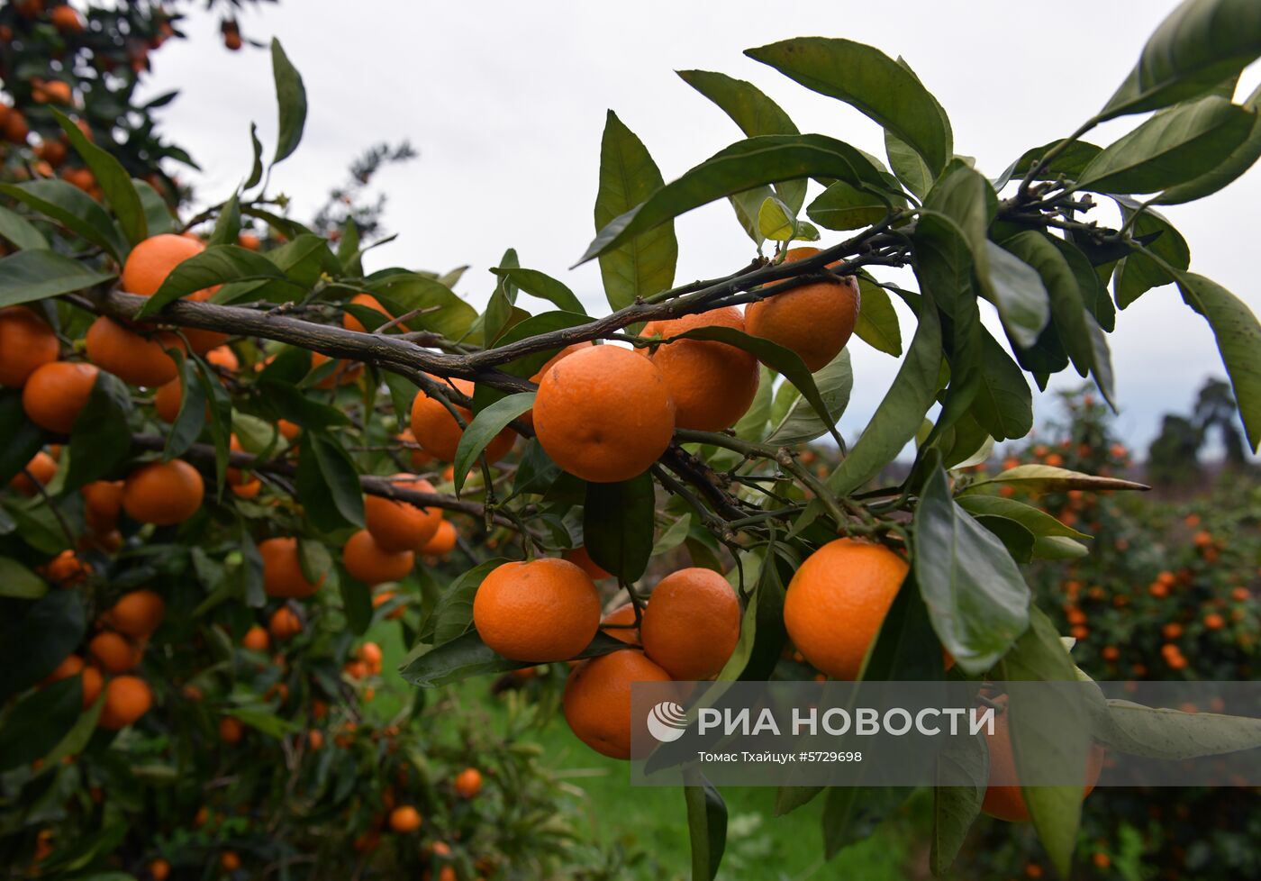 Сбор мандаринов в Абхазии