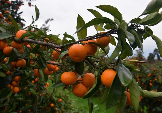 Сбор мандаринов в Абхазии