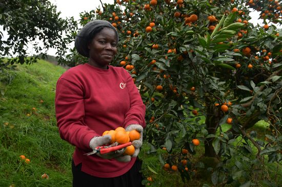 Сбор мандаринов в Абхазии