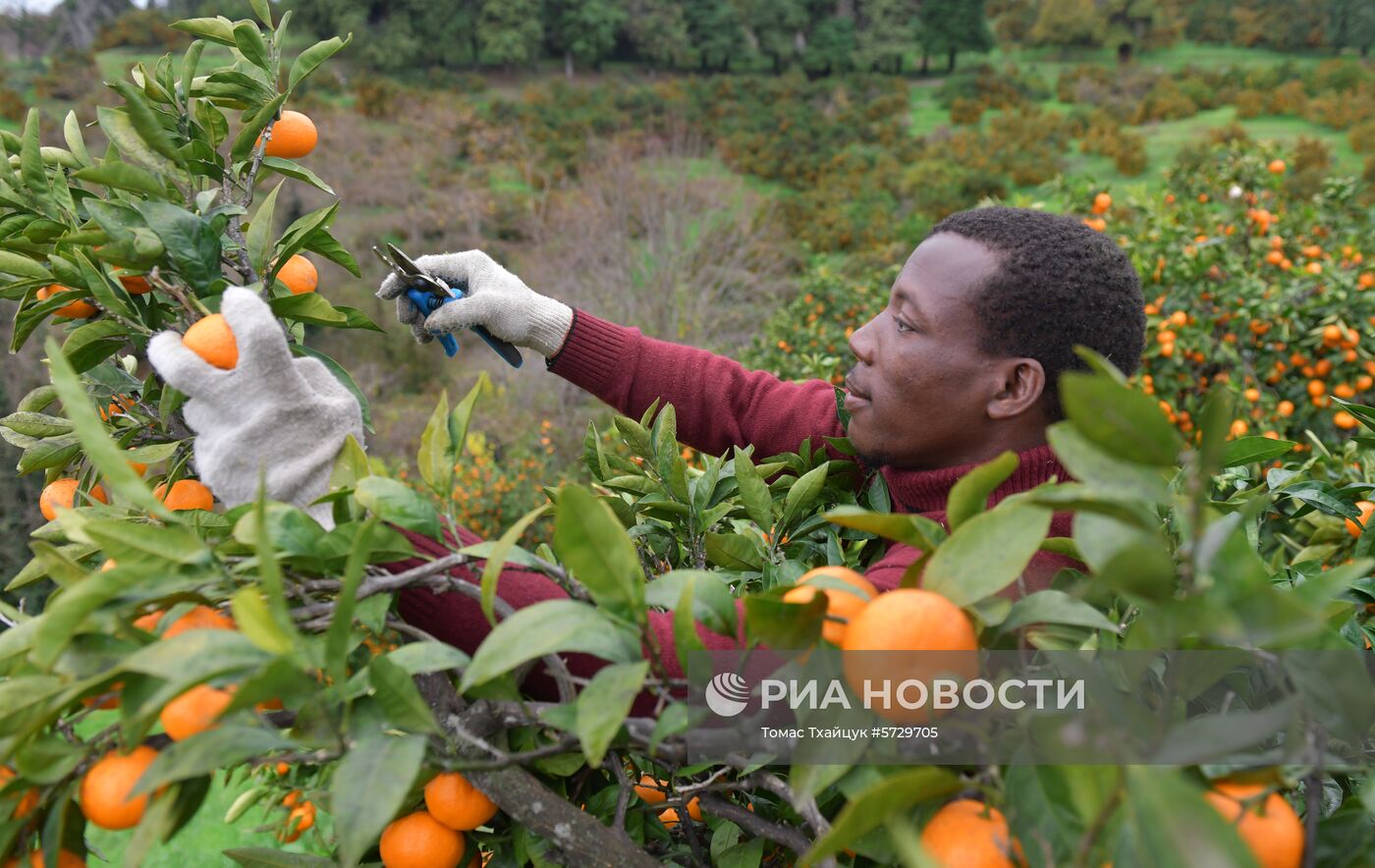 Сбор мандаринов в Абхазии