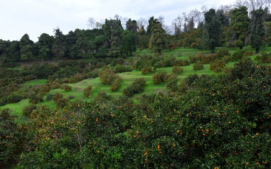 Сбор мандаринов в Абхазии