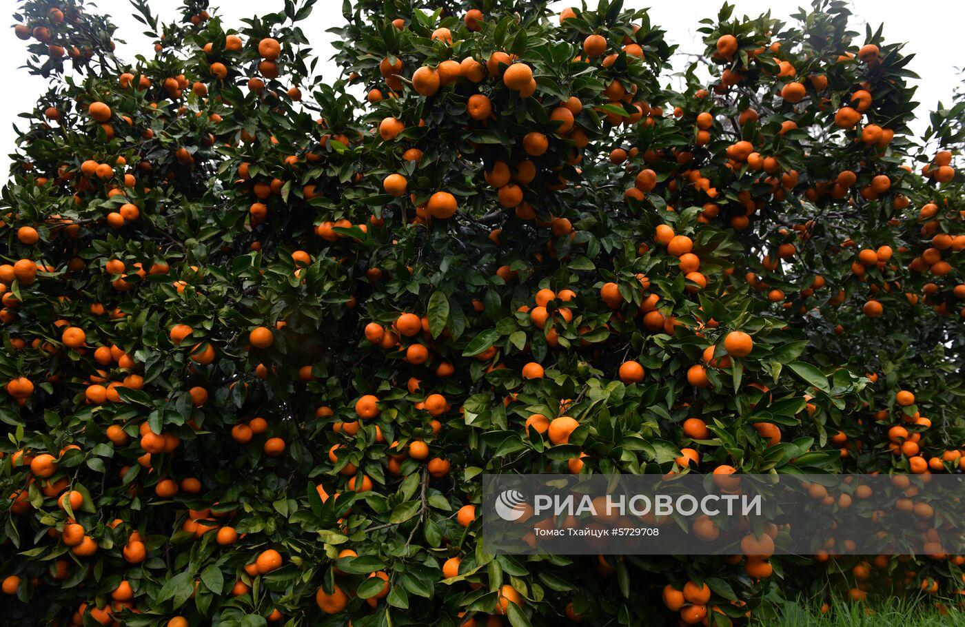 Сбор мандаринов в Абхазии