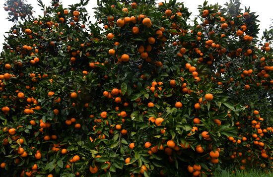 Сбор мандаринов в Абхазии