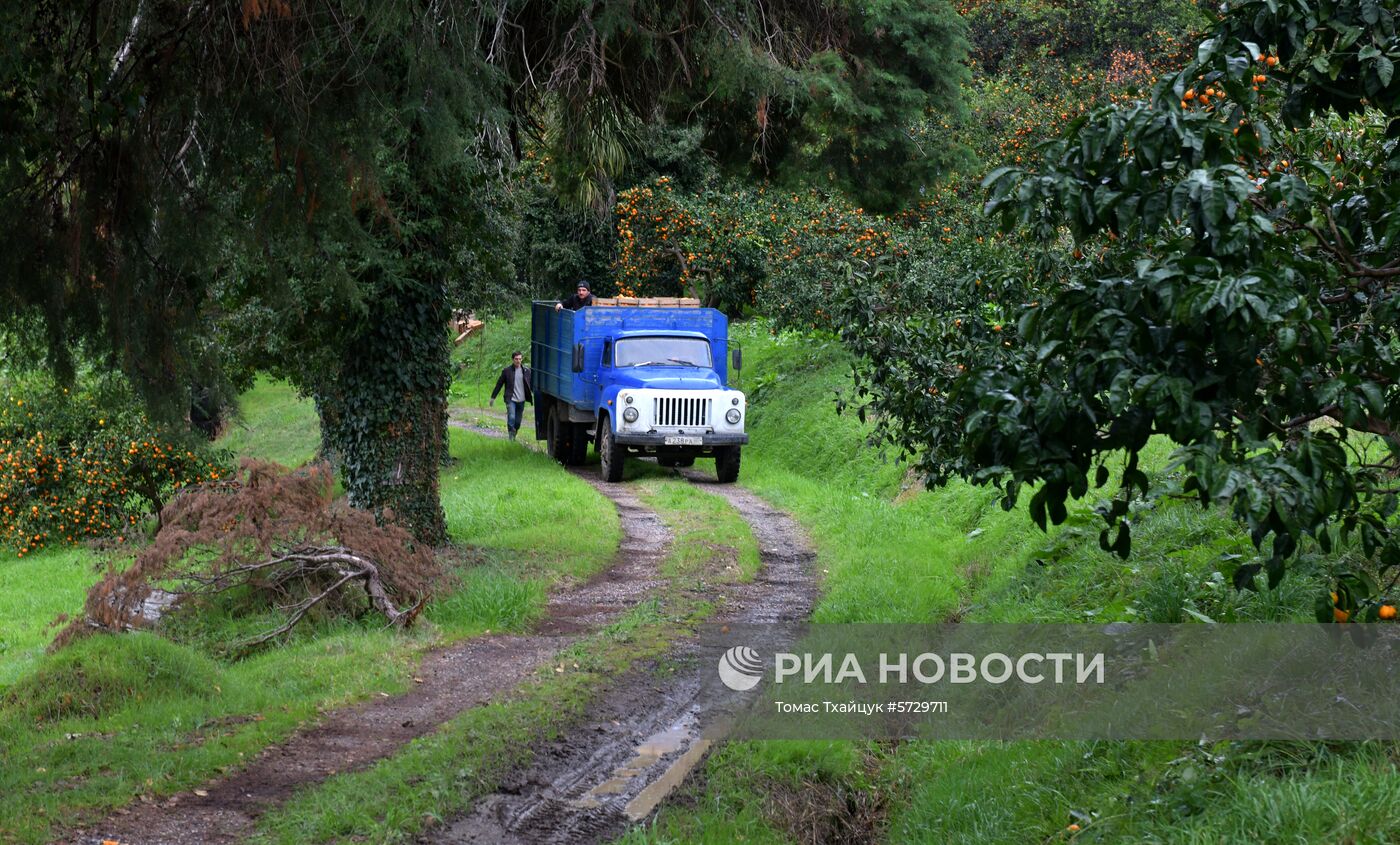 Сбор мандаринов в Абхазии