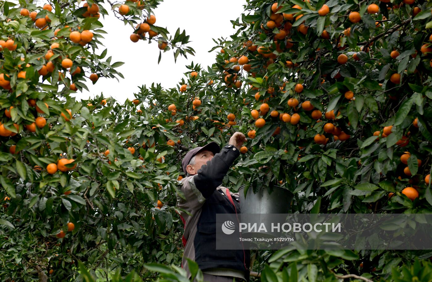 Сбор мандаринов в Абхазии