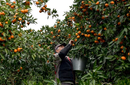 Сбор мандаринов в Абхазии