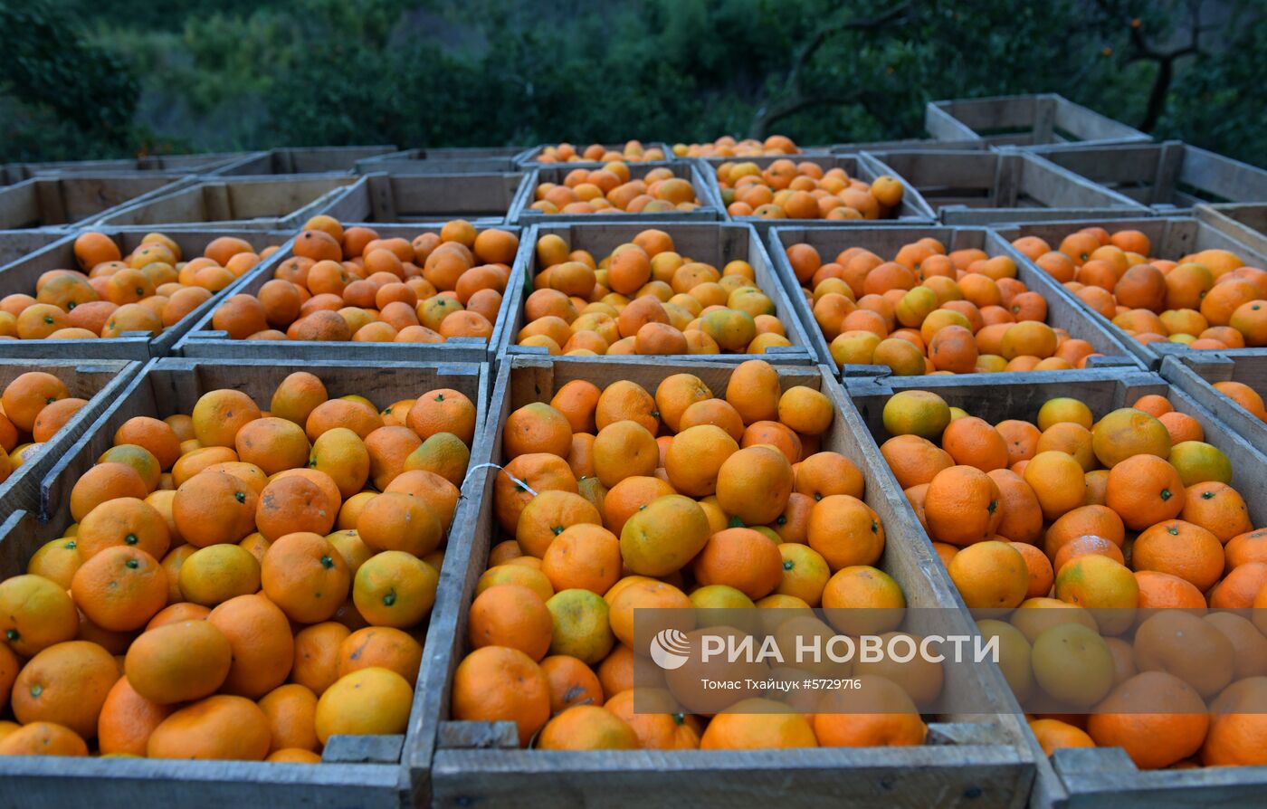 Сбор мандаринов в Абхазии