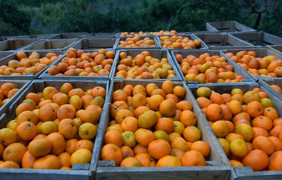 Сбор мандаринов в Абхазии